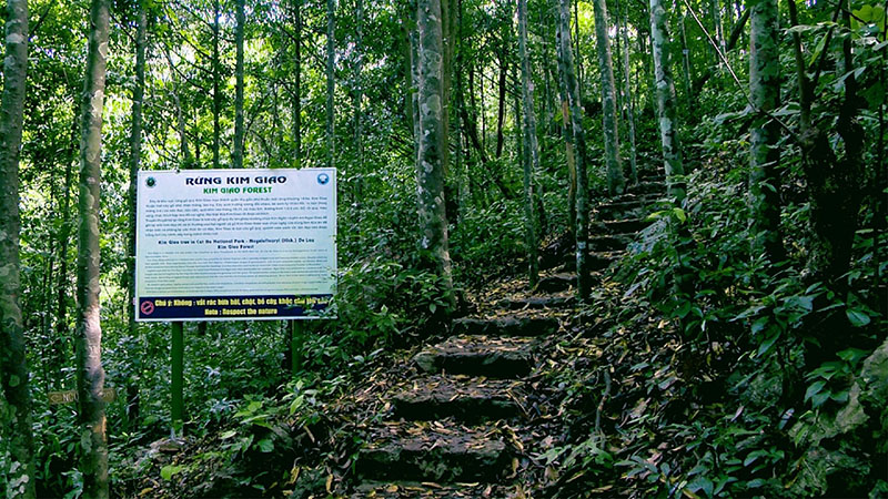Rừng Kim Giao Rừng Kim Giao